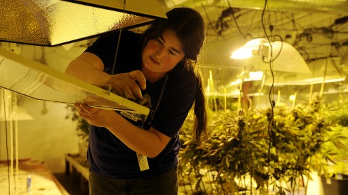 Hollie Cooper cleans a set of grow lights after harvesting cannabis plants at Northern Lights' grow facility in Denver, Colorado. (Seth McConnell, The Denver Post)
