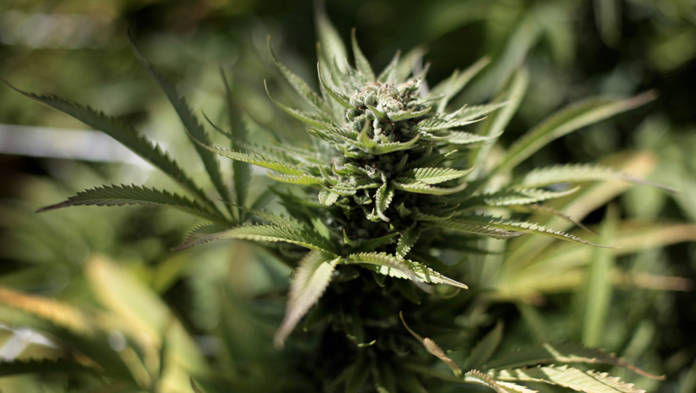 Vote ahead to add PTSD to Colorado medical marijuana list