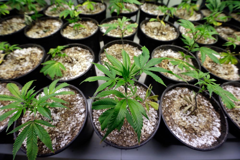 Marijuana legalization: Colorado, Washington lawmakers stars of national conference