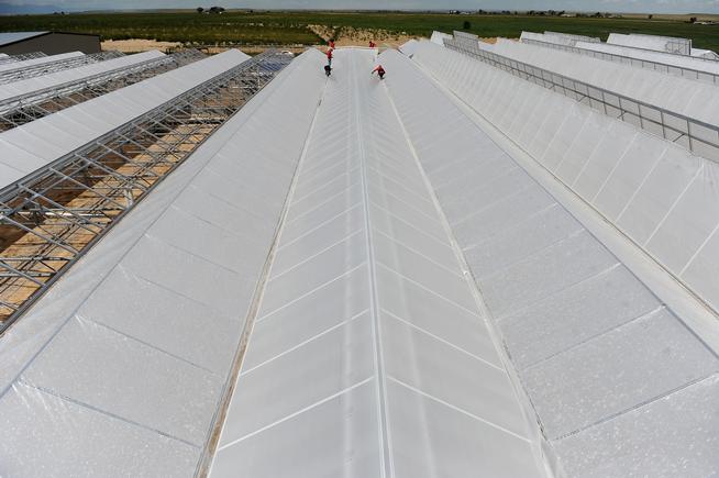 Construction workers install insulation onto the roof of a greenhouse that will be used for growing marijuana, on Wednesday, July 22, 2015 in Avondale, Colorado. (Callaghan O'Hare, The Denver Post)