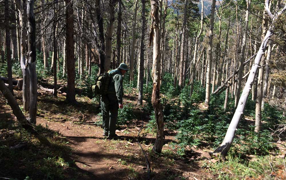 11,700 pot plants found in San Isabel National Forest in Colorado
