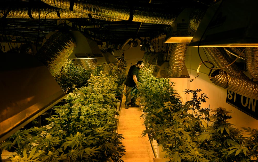 What is marijuana industry doing to reduce carbon footprint?