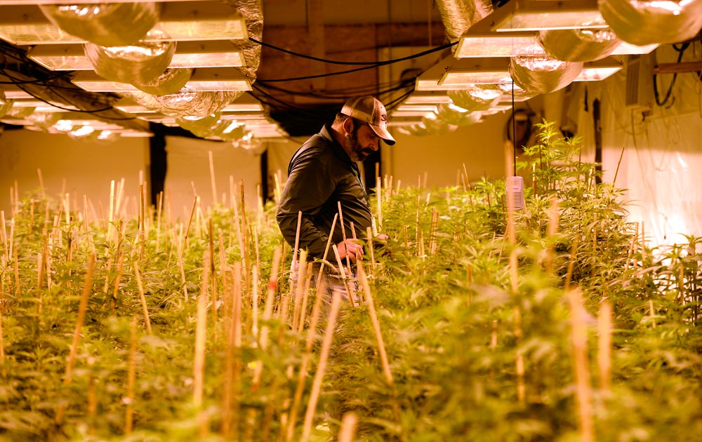River Rock Cannabis COO Jim Elftmann strips excess leaves from some of the plants and checks for any signs of disease at his company's cultivation facility on Sept. 15, 2015. The company had formerly gone by the name of River Rock Organic Cannabis until the Colorado attorney general's office began investigating marijuana businesses' use of the word "organic" in their name. River Rock began removing the word organic on all of their labeling and signage at the end of June 2015. (Kathryn Scott Osler, The Denver Post)