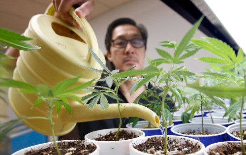 California medical marijuana bills OK'd by Gov. Jerry Brown