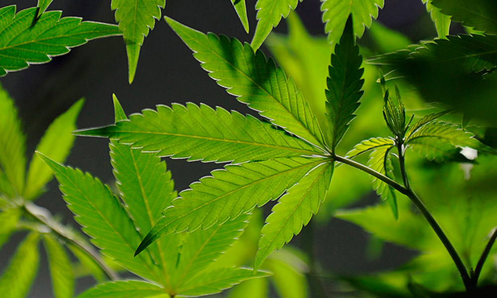 Seven arrests in extortion plot to grow marijuana in Colorado