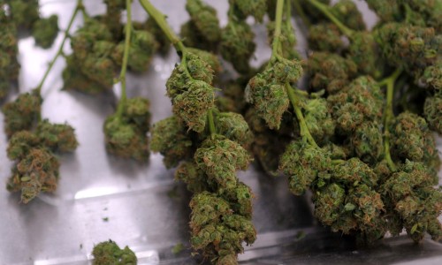 U.S. marijuana use, approval of legalization soar upward