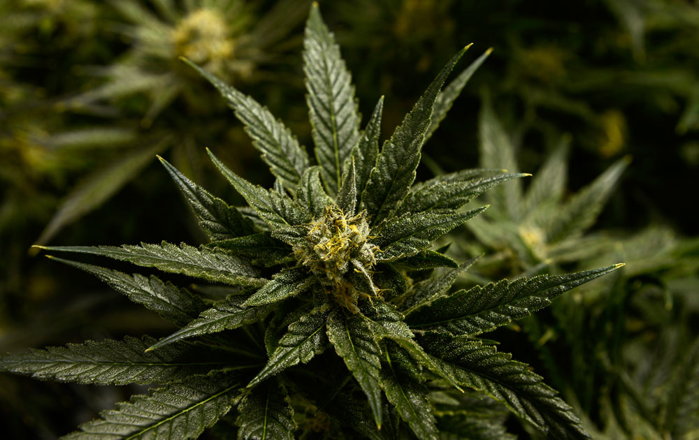 marijuana home grow