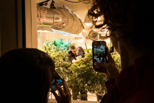Wine & Weed: Cultivating Spirits raises cannabis tour game in Rockies