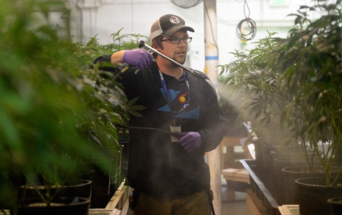 Lucas Targos, the head grower at Colorado shop L'Eagle, sprays marijuana plants in the cultivation room with neem oil, which helps combat spider mites and mildew and has been approved by the state for use on cannabis. (Denver Post file)