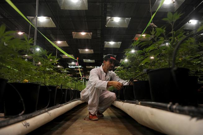 Marijuana pesticides lawsuit: Largest Colorado grower sued