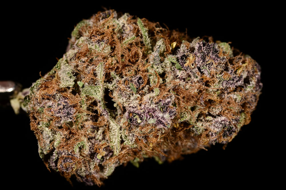 purple-urkle-marijuana-strain-review-the-cannabist