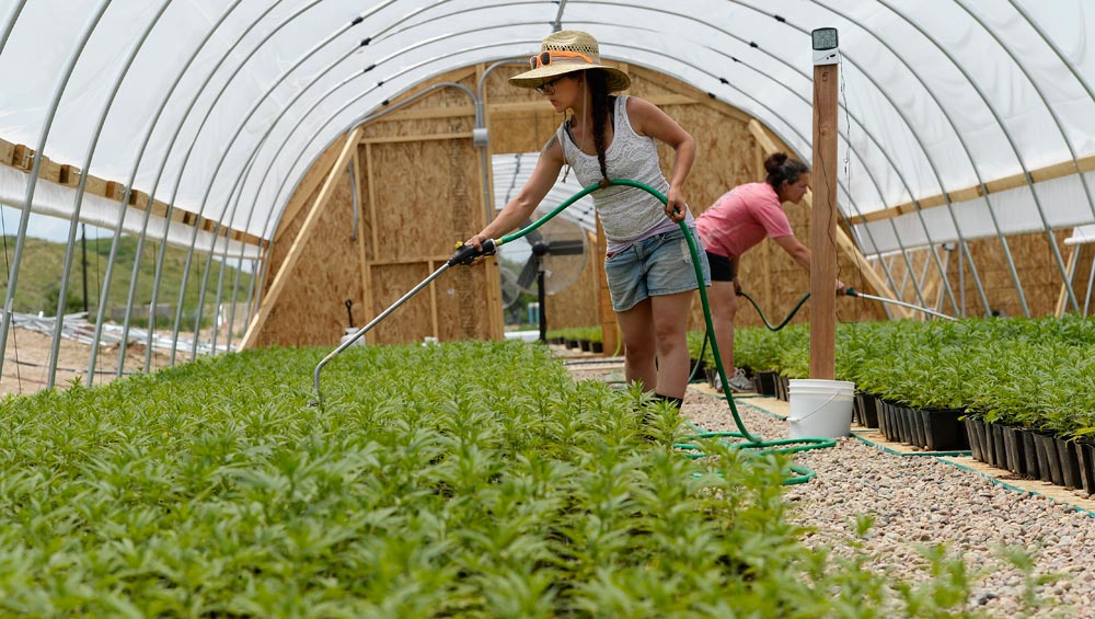 Hemp plants grown for production of cannabis oil containing cannabidiol (CBD)