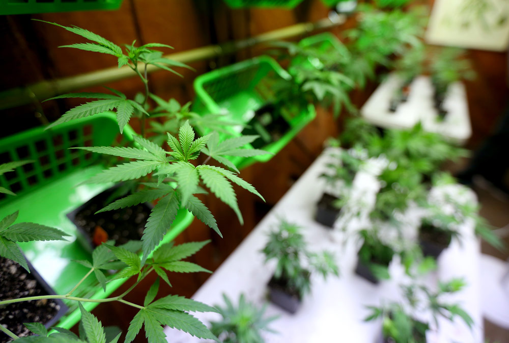 How Oregon marijuana grows are taxing state's electrical grid