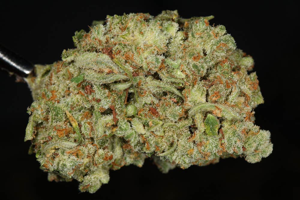 trainwreck-strain-marijuana-review-the-cannabist