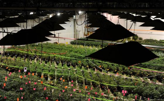 Energy-sapping marijuana cultivation a growing worry
