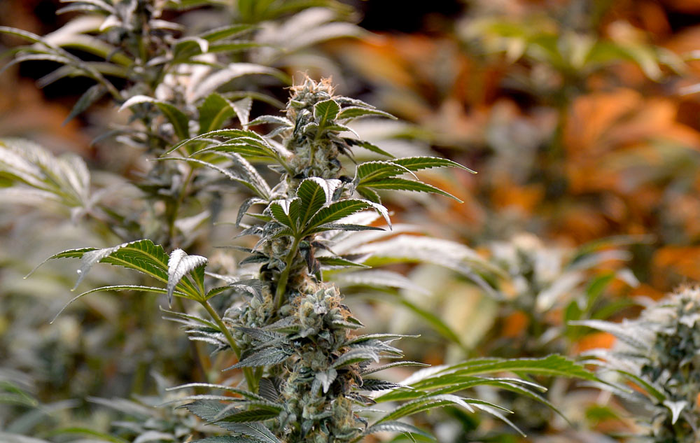 illegal-colorado-marijuana-grow-federal-forfeiture