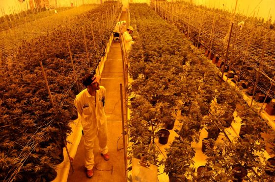 America's marijuana exchange: How the wholesale weed market works