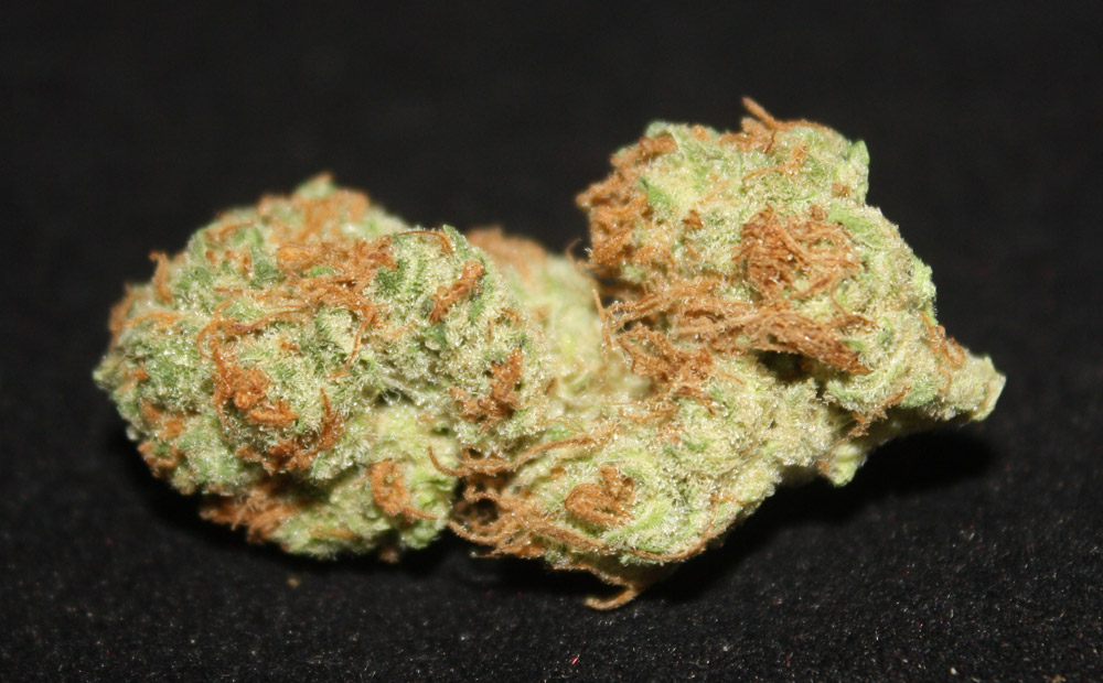strawberry-cough-marijuana-review-the-clinic-colorado