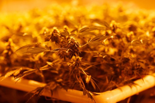 Marijuana plants are packed together under grow lights at a Colorado cultivation facility in April 2015. (David Zalubowski, Associated Press file)