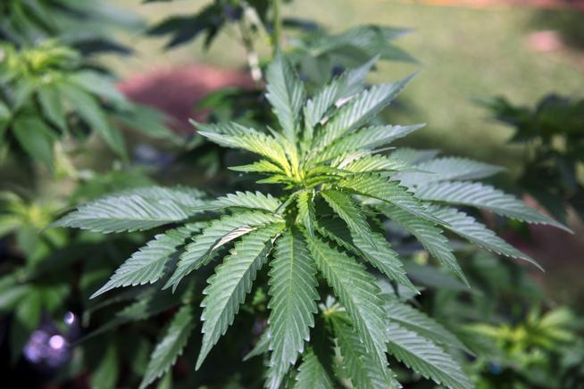 Sheriff says raid in Pueblo West nets millions worth of illegal marijuana plants