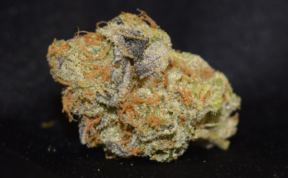 UW Purple marijuana strain