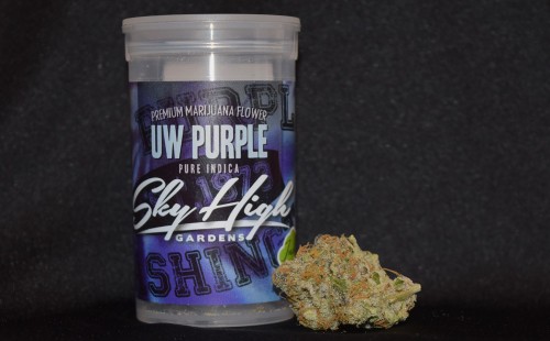 UW Purple marijuana strain grown by Sky High Gardens