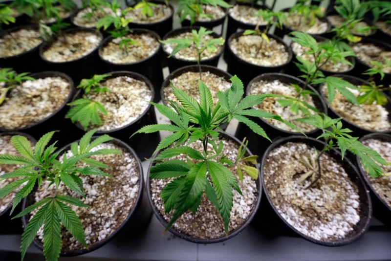 pueblo raid marijuana plants
