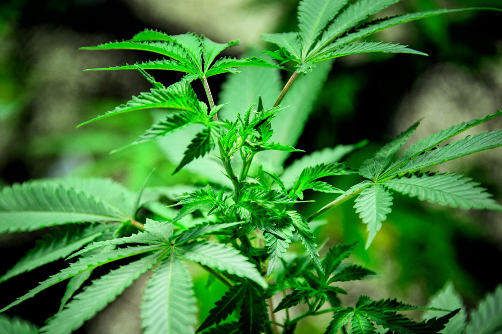 A close-up of a marijuana plant