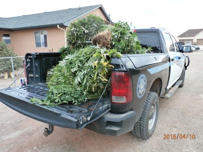 Pueblo sheriff: 8th recent bust of illegal marijuana nets 67 plants, 2 facing charges