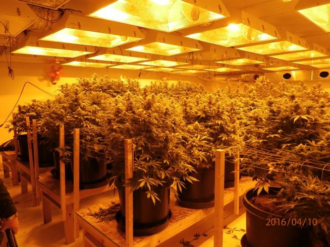 illegal pot grow colorado