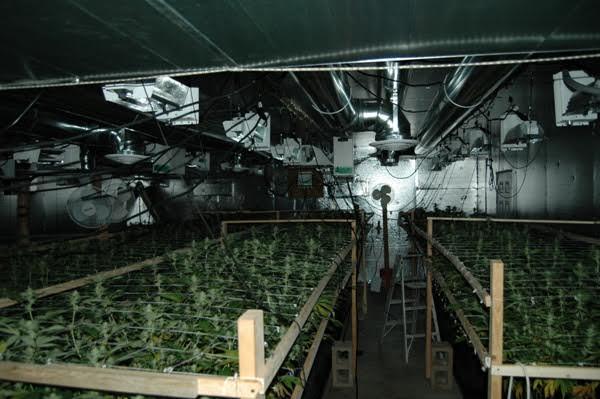 Sheriff: Man had dozens of illegal marijuana plants in Denver, Pueblo homes