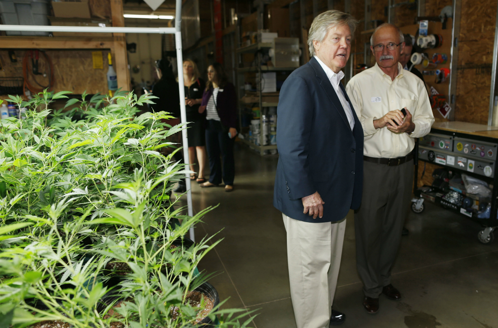 In this photograph taken April 25, 2015, Nevada State Sen. Tick Segerblom, left, and Ronald P. Dreher, government affairs director for the Peace Officers Research Association of Nevada, pass by a palate covered with marijuana plants under cultivation as a contingent of Nevada lawmakers, their staffers and a handful of lobbyists toured two retail and grow operations for both medical and recreational marijuana in northeast Denver. (David Zalubowski, AP)