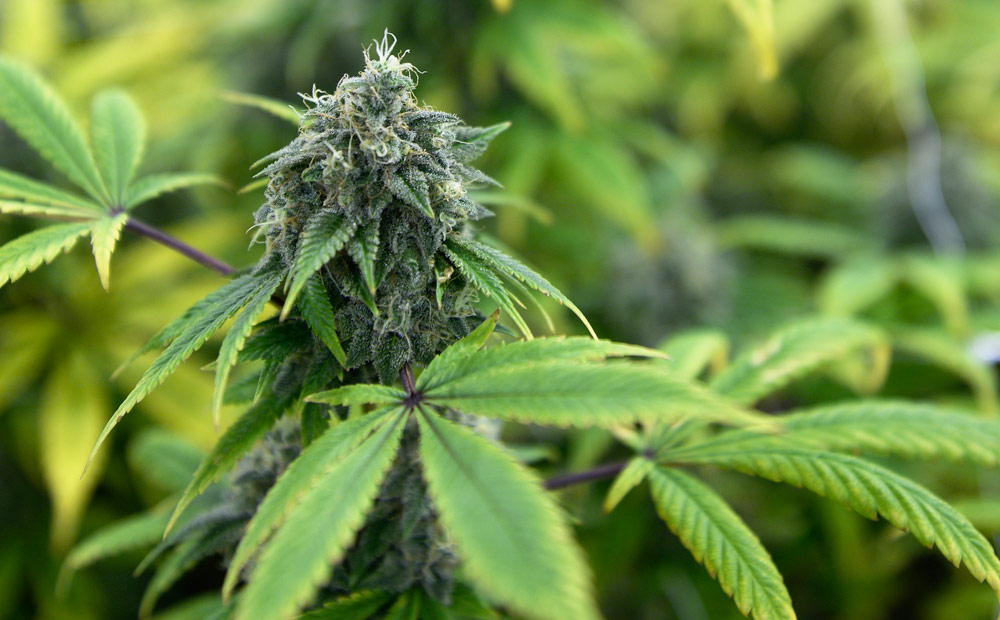 Colorado marijuana cultivation