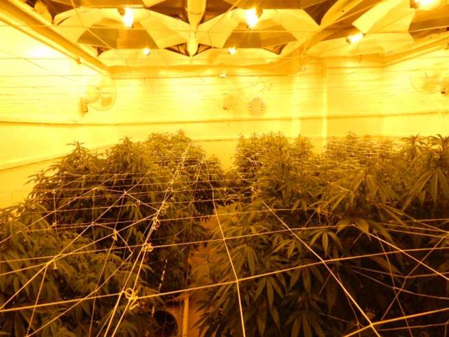 Illegal grow indoors