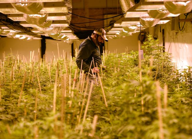 Plants are tended at the Colorado cultivation facility for River Rock Cannabis