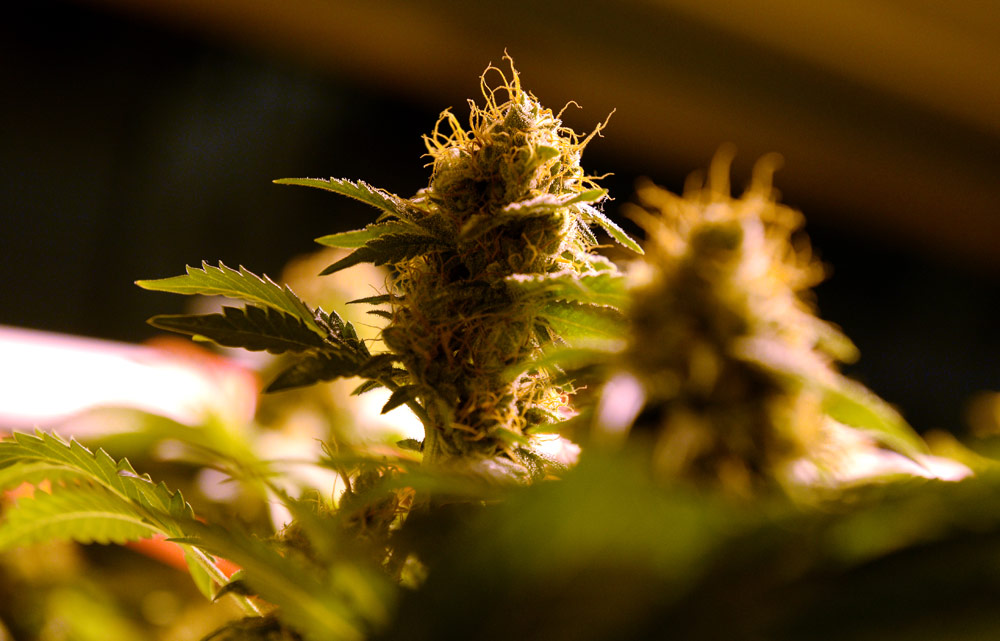 Marijuana plant in flower, grown in Colorado cultivation facility
