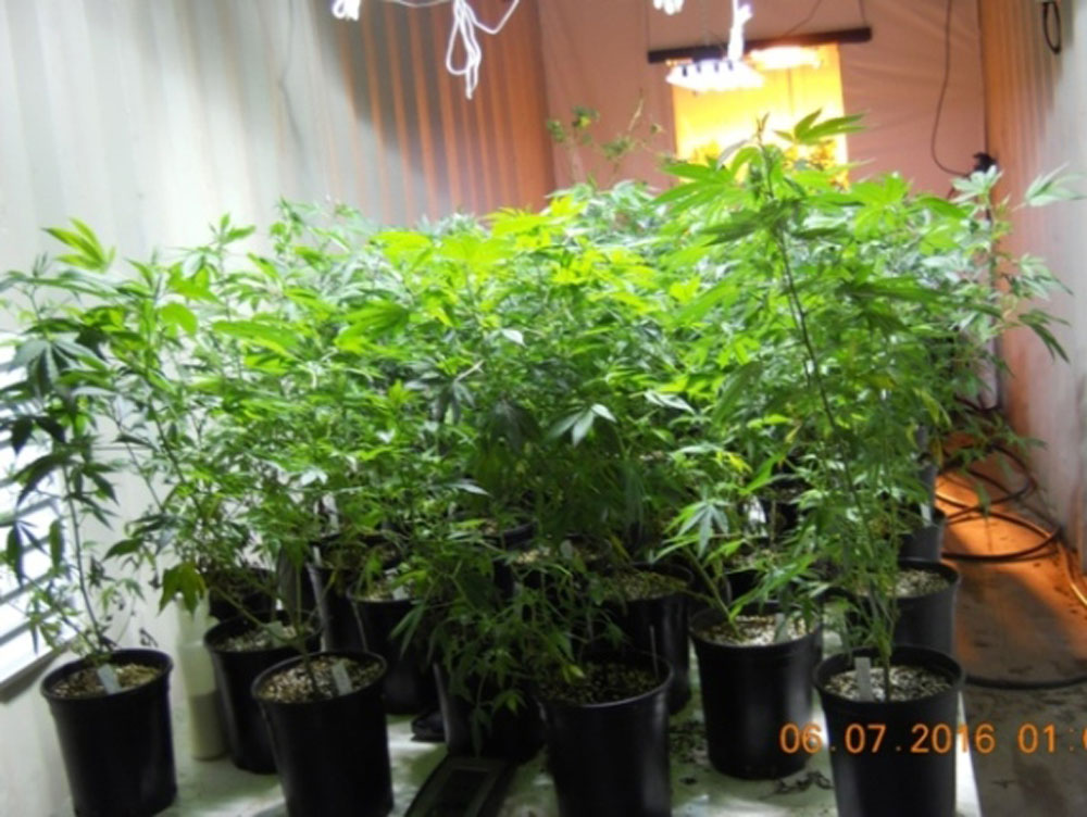 Pueblo County deputies seize $247,000 worth of pot from illegal grow