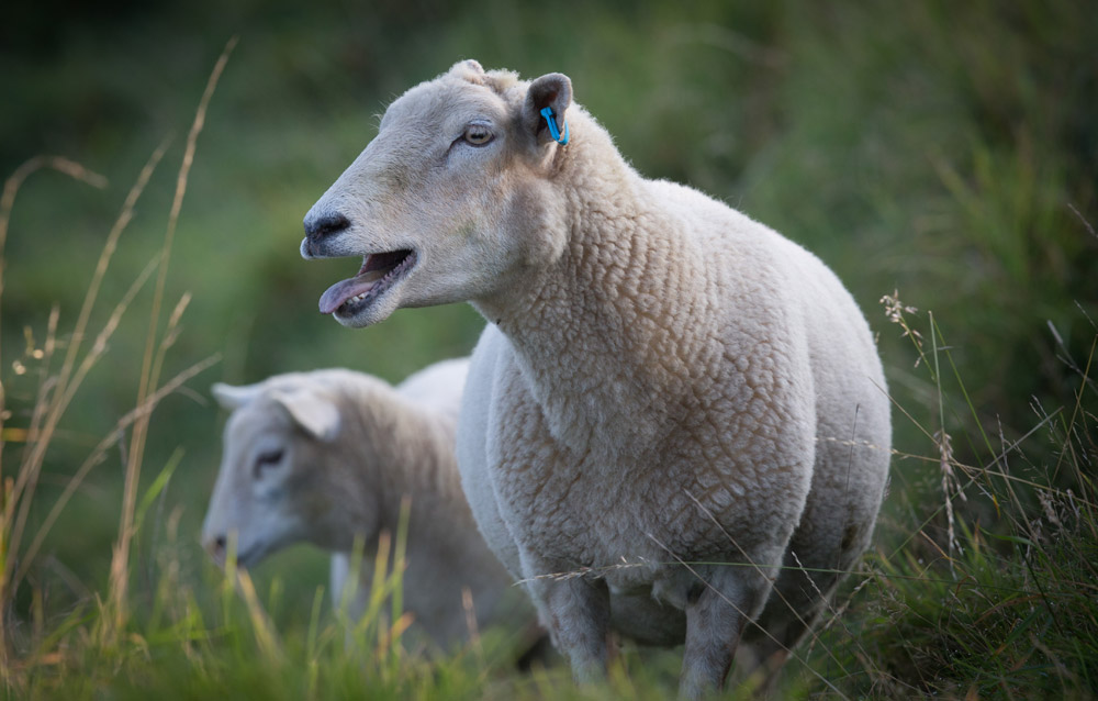 Stoned animals: sheep worries in Wales