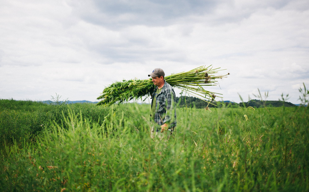 Patagonia-produced film "Harvesting Liberty" promotes U.S. hemp farming