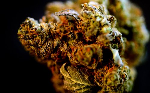 Primus OG sample for marijuana review