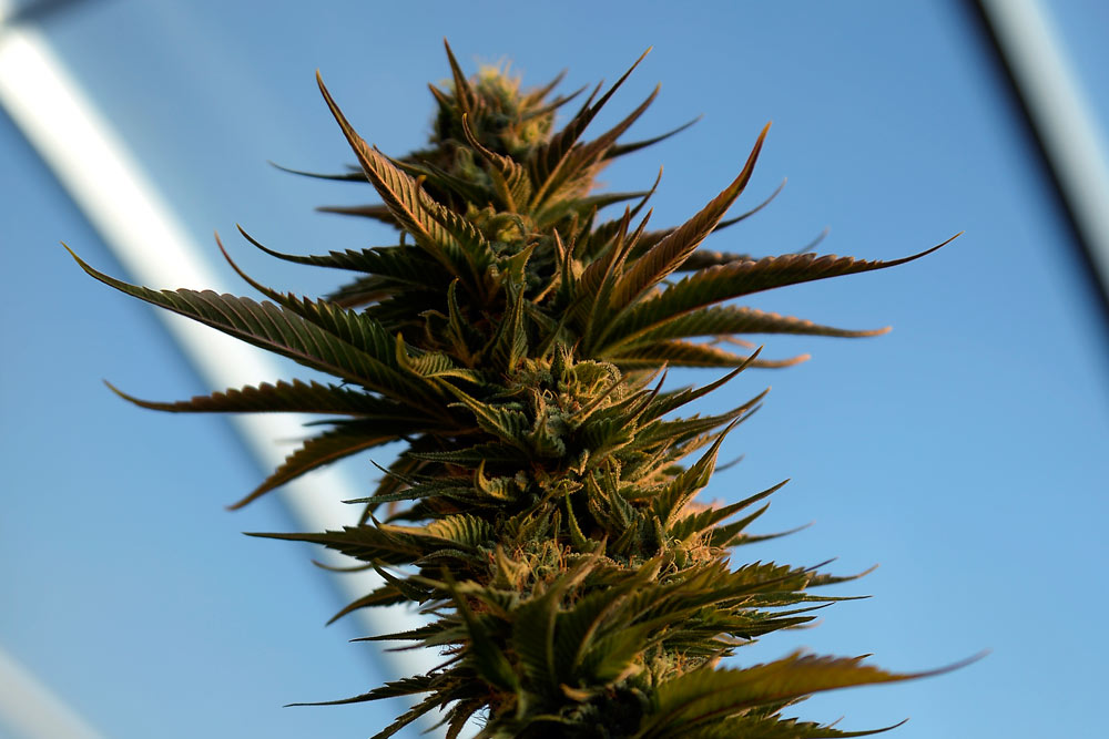 Marijuana plant grows inside a commercial cannabis greenhouse