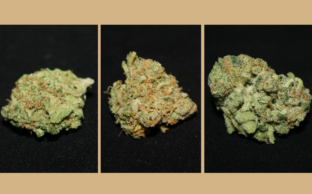 Chong's Choice branded strains