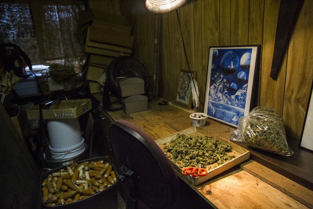 In this posed photograph, marijuana buds are displayed on a table where marijuana is usually trimmed by immigrant workers, in Petrolia, CA, on May 24, 2016. (Andrew Burton, Reveal)