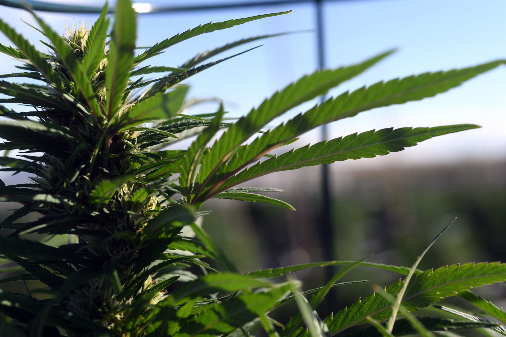 Outdoor marijuana grow in Pueblo County, Colorado