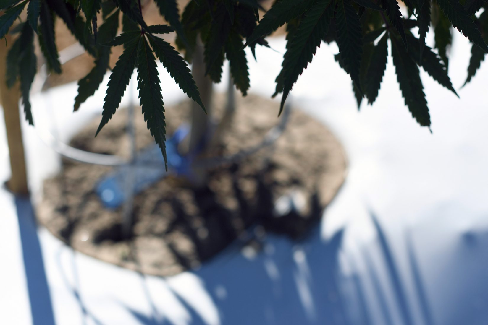 Outdoor marijuana grow in Pueblo County, Colorado