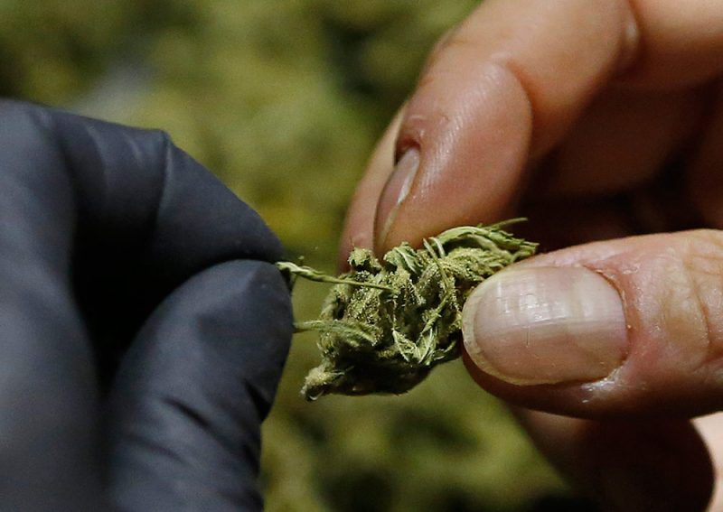 California marijuana grower trims bud