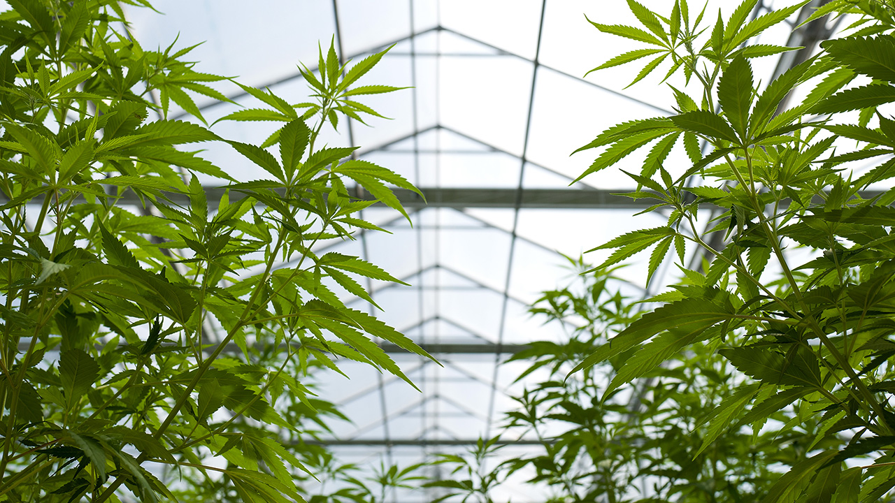 Cannabis plants grow in the greenhouse at Vireo Health's medical marijuana cultivation facility on Aug. 19, 2016 in Johnstown, New York. (Drew Angerer, Getty Images)