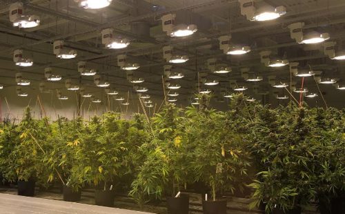 Indoor cannabis cultivation shown in discussion on organic marijuana certification