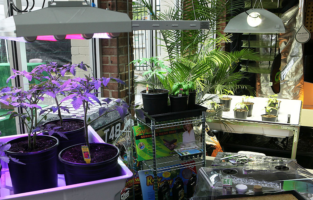 marijuana hydroponics growing system