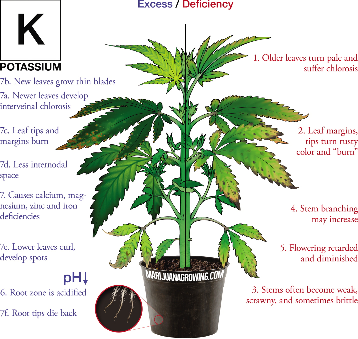 Illustration of potassium as nutrient in cannabis cultivation